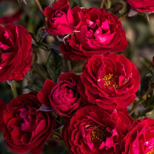 Cherrytini™ Floribunda Rose (Rosa 'Sproflored' PP32,180), a shrub featuring red flowers and deciduous.