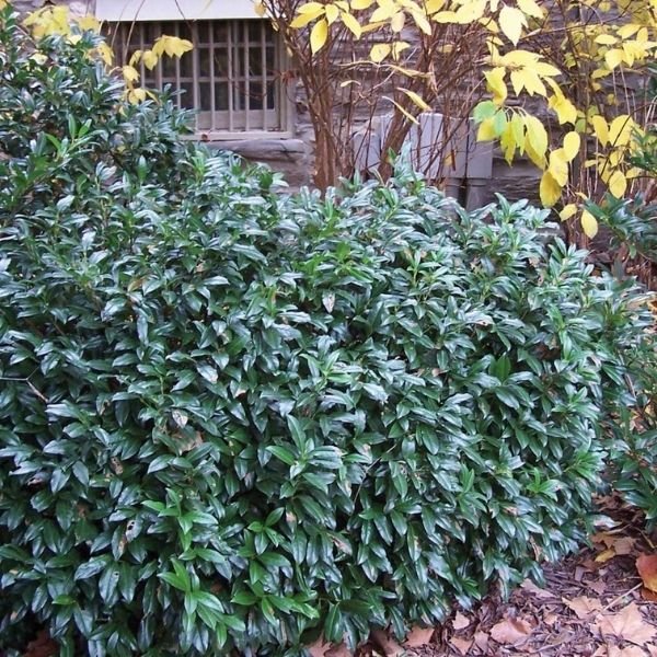 Chestnut Hill Cherry Laurel (Prunus laurocerasus 'Chestnut Hill'), a shrub featuring white flowers and broad-leaved evergreen.