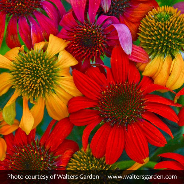 Cheyenne Spirit Coneflower (Echinacea x 'Cheyenne Spirit'), a perennial featuring perennial.