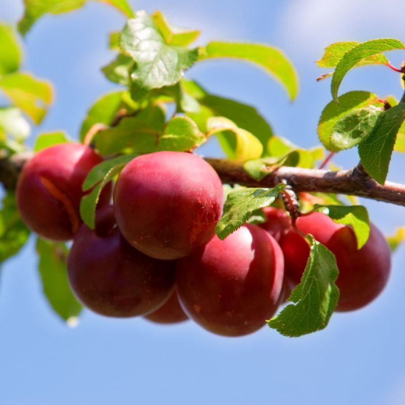 Close-up of white prunus flowers on Chickasaw Plum blooming in late spring.