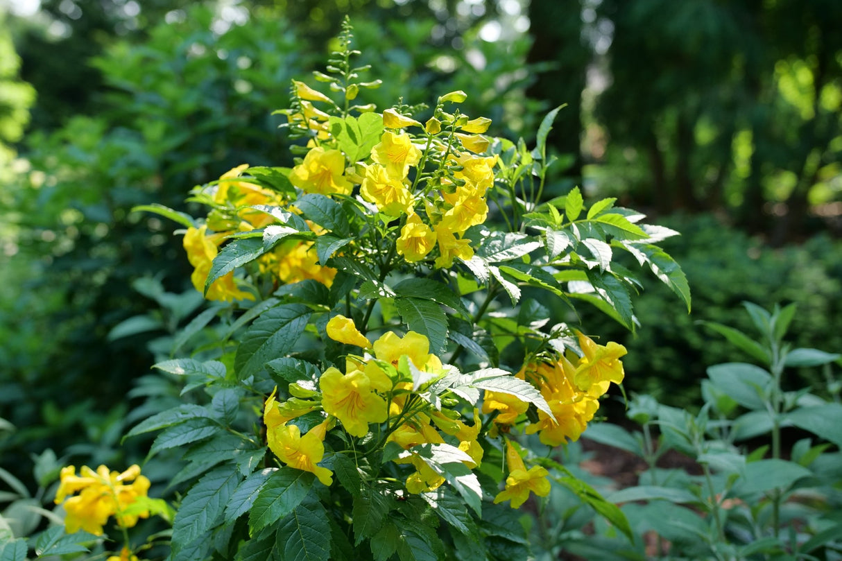 Chicklet Gold Trumpet Bush shrub, lifestyle view