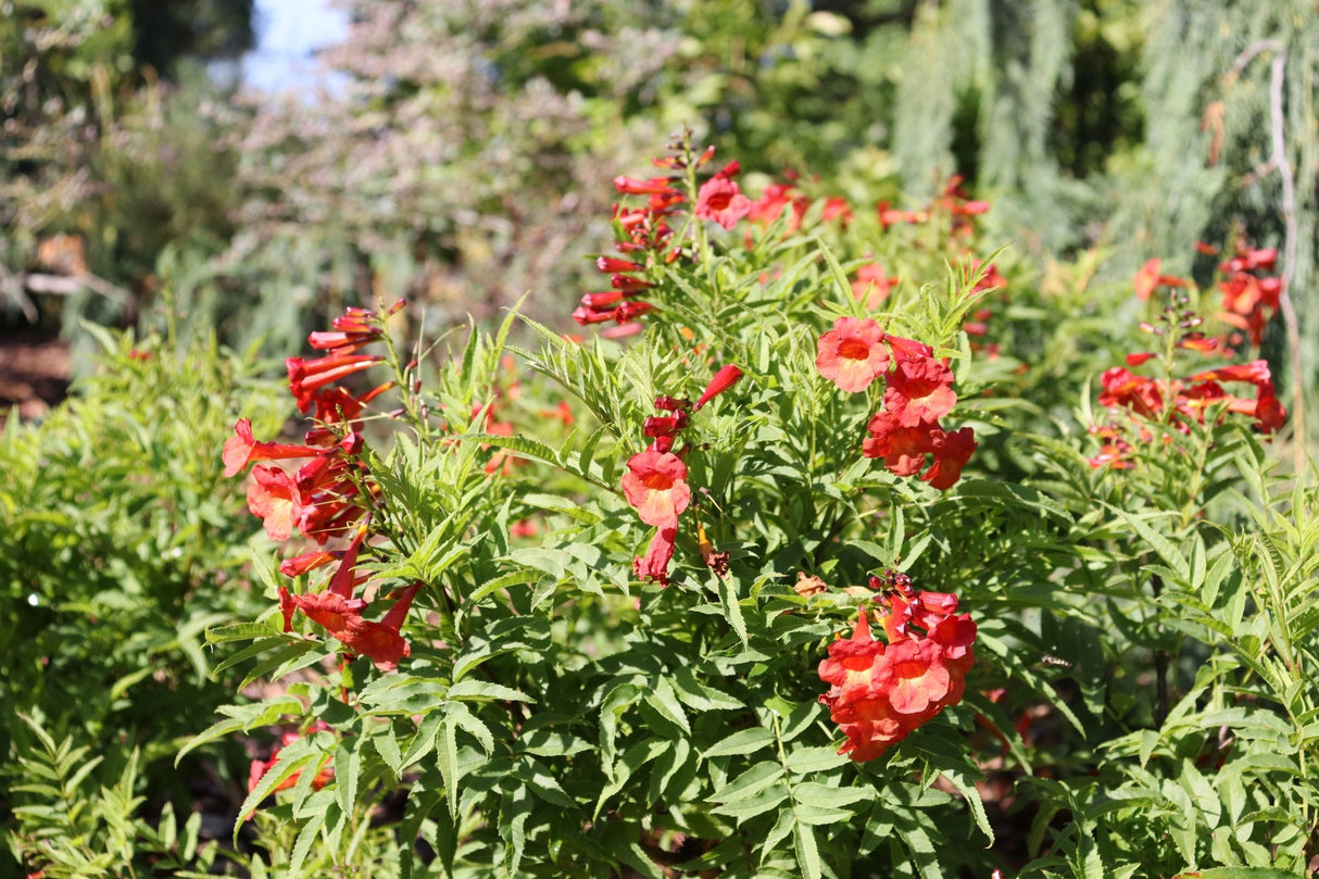Chicklet Red Trumpet Bush shrub, side view