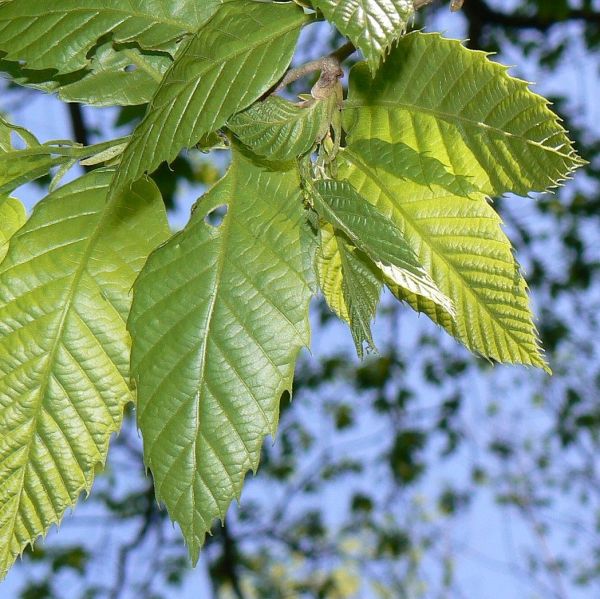 Close-up of white castanea flowers on Chinese Chestnut Tree blooming in late spring to early summer.