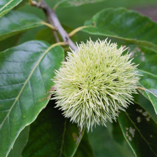 Chinese Chestnut Tree (Castanea mollissima), a tree featuring white flowers and deciduous.
