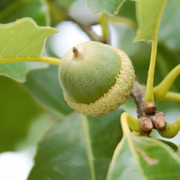 Detail view of Chinkapin Oak Tree (Quercus muehlenbergii) showing plant structure and foliage.