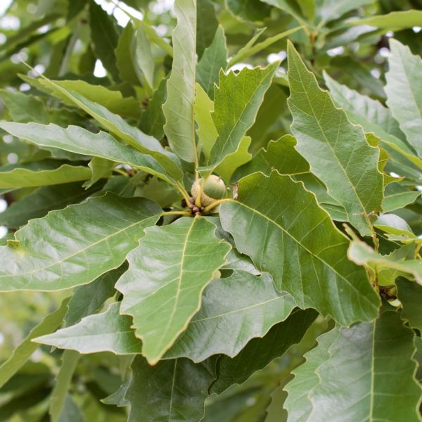 Deciduous foliage of Chinkapin Oak Tree (Quercus muehlenbergii) in a garden setting.