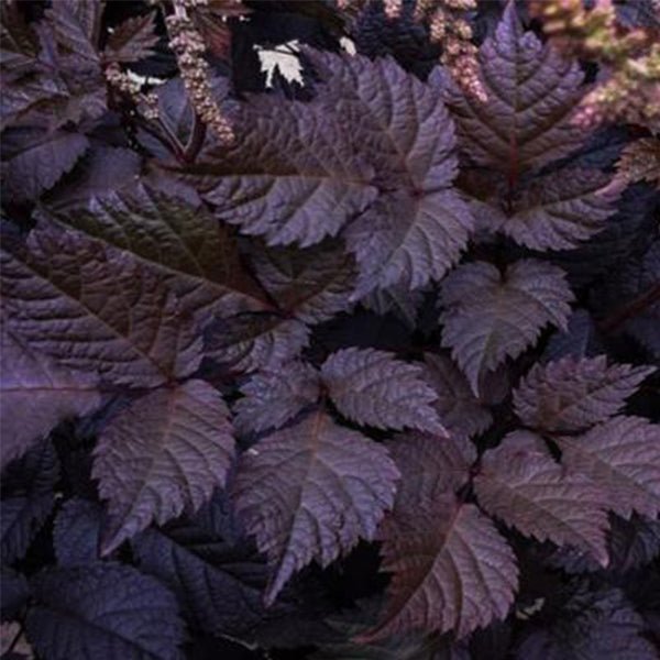 Chocolate Shogun Astilbe (Astilbe thunbergii 'Chocolate Shogun'), a perennial featuring pink, white flowers and perennial.
