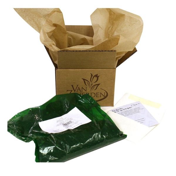 Chocolate Sunrise Canna Lily Packaging