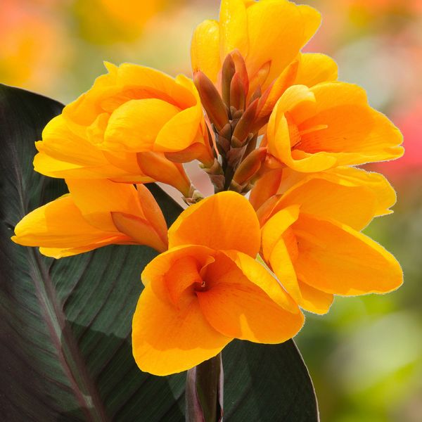 Chocolate Sunrise Canna Lily Bloom