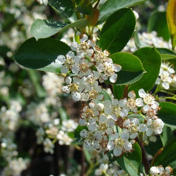 Close-up of pink, white aronia flowers on Red Chokeberry Bush blooming in late spring to early summer.