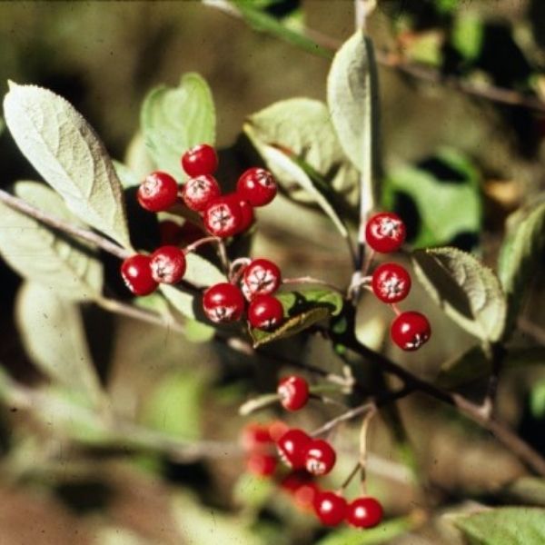 Red Chokeberry Bush (Aronia arbutifolia 'Brilliantissima') growing in a garden landscape, showing mature shrub form.