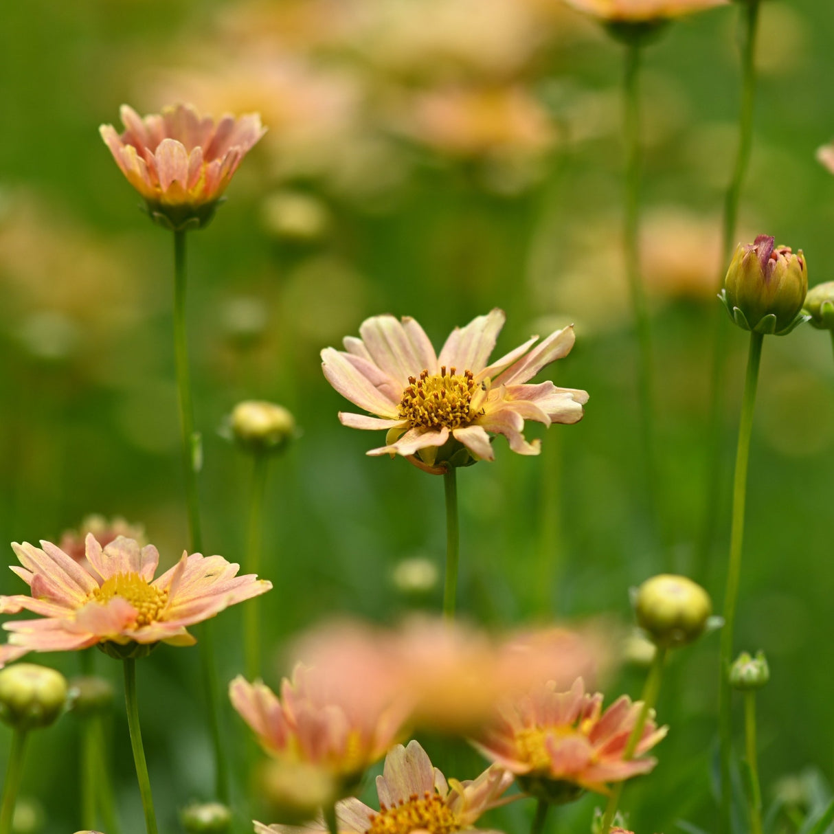 Peachy-pink chrysanthemum flowers with yellow centers bloom on tall stems against a soft green garden background.