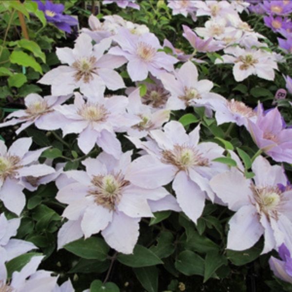 Close-up of blue, purple clematis flowers on Filigree Clematis blooming in late spring to early summer to late summer.