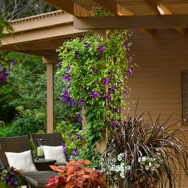Deciduous foliage of Jackman Clematis (Clematis 'Jackmanii Superba') in a garden setting.