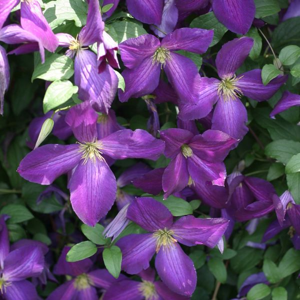 Jackman Clematis (Clematis 'Jackmanii Superba'), a perennial featuring purple flowers and deciduous.