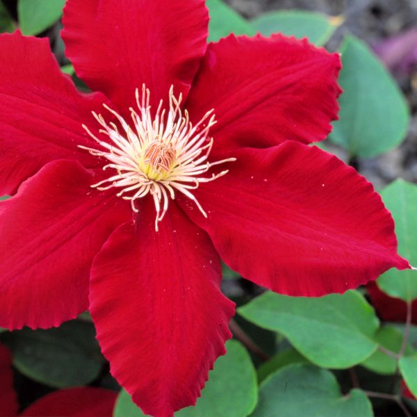 Deciduous foliage of Rebecca™ Clematis (Clematis 'Rebecca') in a garden setting.