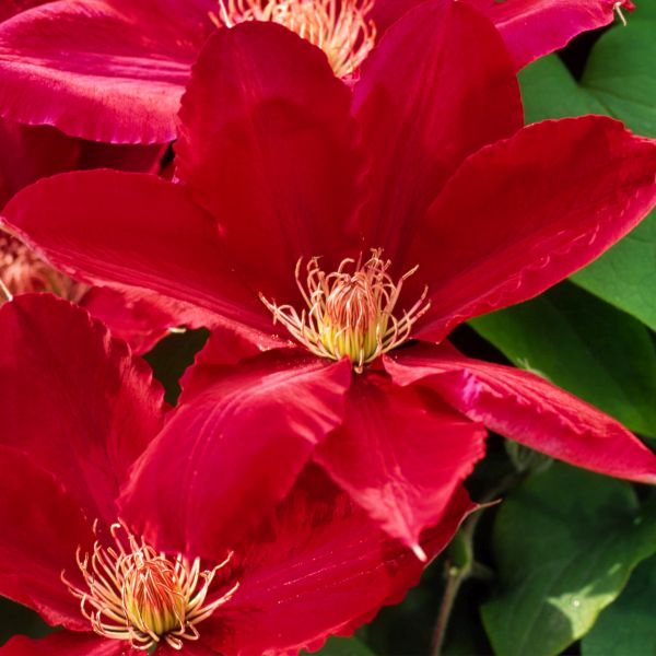 Rebecca™ Clematis (Clematis 'Rebecca'), a perennial featuring red flowers and deciduous.