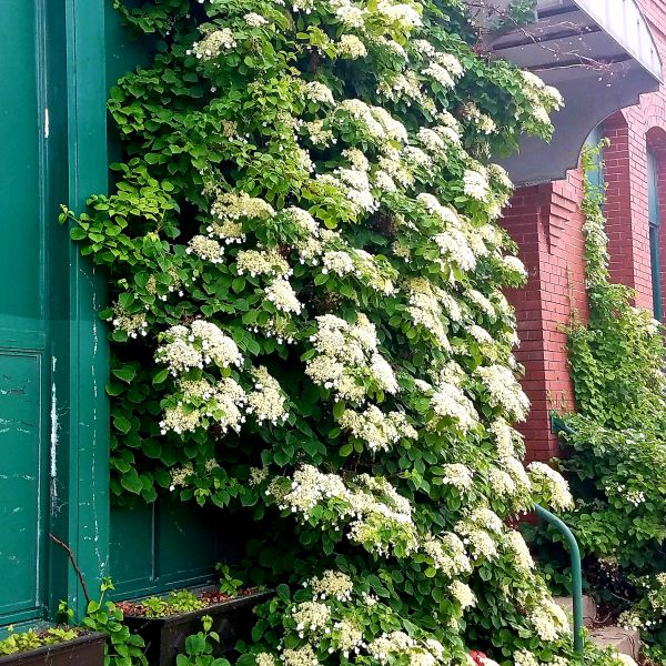 Climbing Hydrangea (Hydrangea anomala subsp. petiolaris), a perennial featuring white flowers and deciduous.