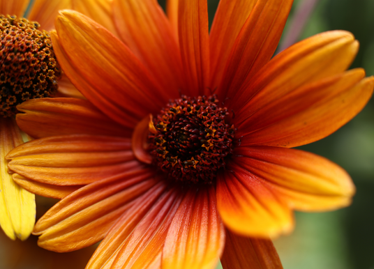 Extreme close-up macro shot of a vibrant orange daisy-like flower, showing the intricate detail of its dark textured center and layered orange-to-yellow gradient petals.