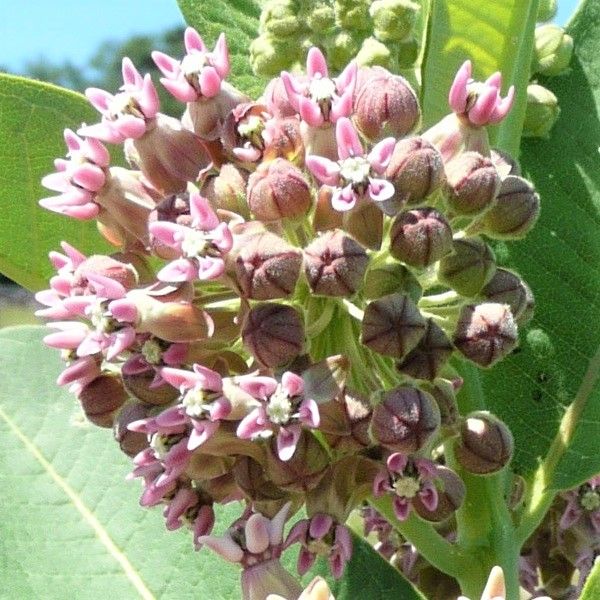 Common Milkweed (Ascelpias syriaca), a perennial featuring purple, pink, white flowers and perennial.