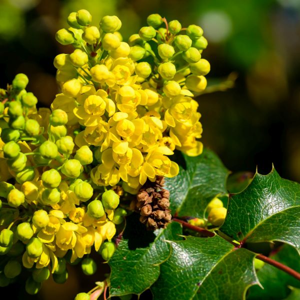 Close-up of yellow mahonia flowers on Compact Oregon Grape Holly blooming in late spring.