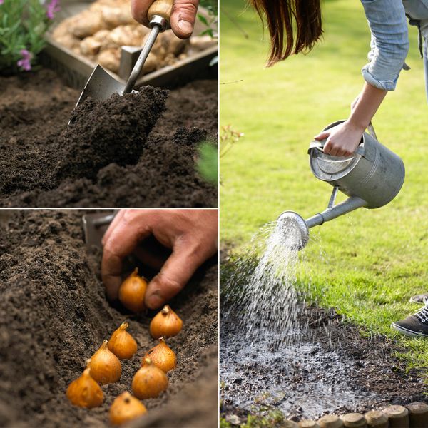 Conca Verde Gladiolus How to Plant