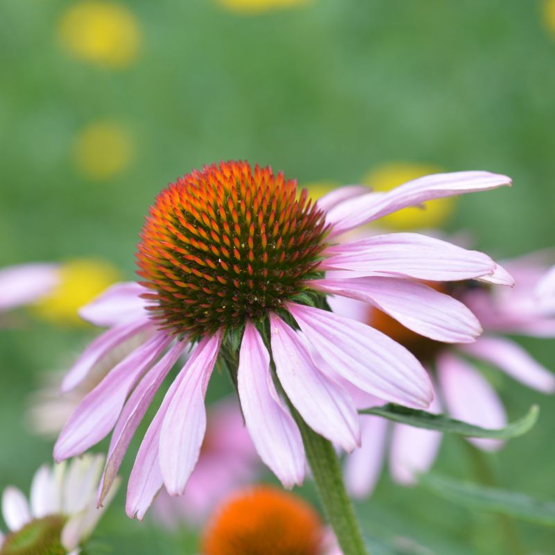 Close-up of purple, red, pink echinacea flowers on Ruby Star Coneflower blooming in early summer to late summer.