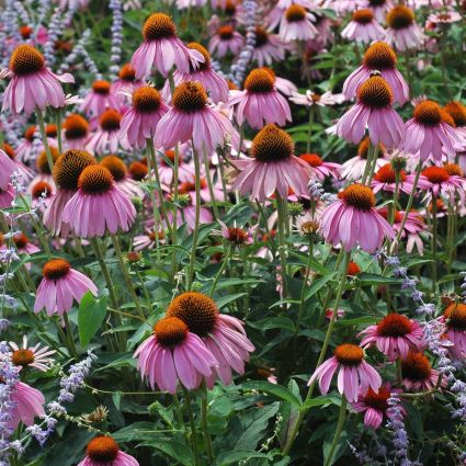 Perennial foliage of Ruby Star Coneflower (Echinacea purpurea 'Ruby Star') in a garden setting.