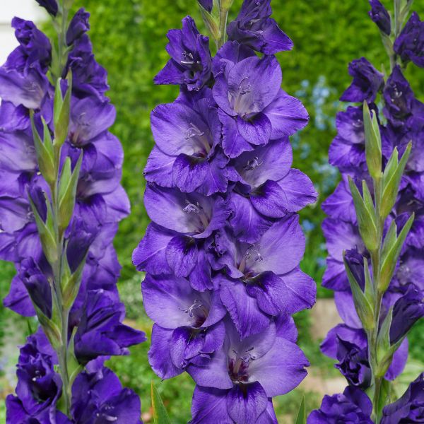 Cookie Gladiolus Blooms