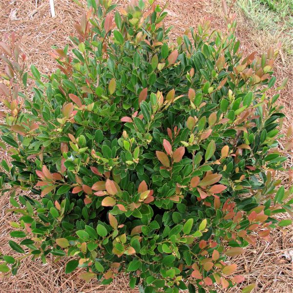 First Editions® Coppertone™ Distylium