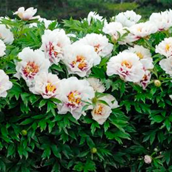 Cora Louise Itoh Peony (Paeonia x 'Cora Louise'), a perennial featuring purple, white flowers and perennial.