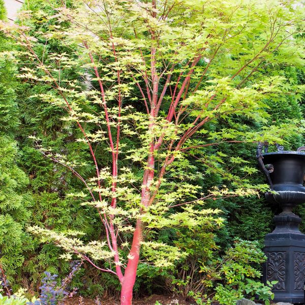 Coral Bark Japanese Maple (Acer palmatum 'Sango Kaku'), a tree featuring purple, red flowers and deciduous.