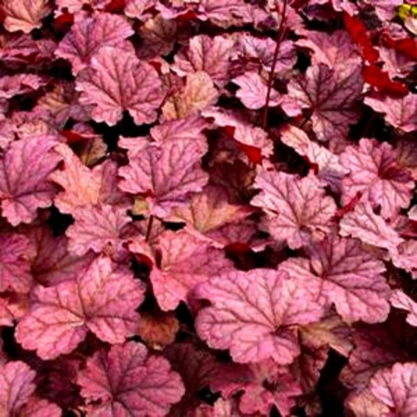Close-up of pink heuchera flowers on Berry Smoothie Coral Bells blooming in early summer to late summer.