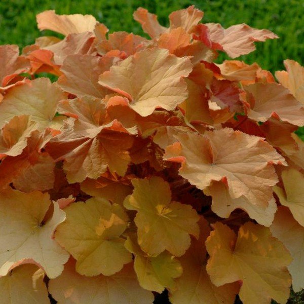 Caramel Coral Bells (Heuchera 'Caramel'), a perennial featuring white flowers and perennial.