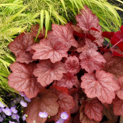 Perennial foliage of Georgia Peach Coral Bells (Heuchera x 'Georgia Peach') in a garden setting.
