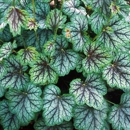Green Spice Coral Bells (Heuchera 'Green Spice') growing in a garden landscape, showing mature perennial form.