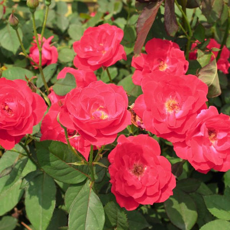 Coral Miracle On The Hudson™ Rose - Bush - Nature Hills Nursery - 3 Container -