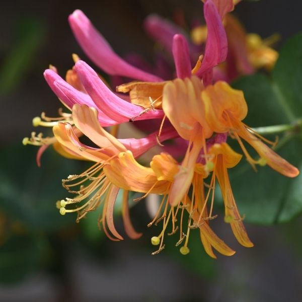 Close-up of Coral Star Honeysuckle Vine showing fragrant coral-pink trumpet flowers and lush green foliage attracting hummingbirds