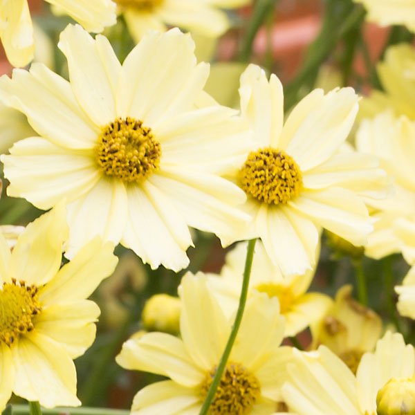 Perennial foliage of Creme Brulee Coreopsis (Coreopsis 'Creme Brulee') in a garden setting.