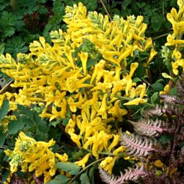 Canary Feathers Corydalis (Corydalis 'Canary Feathers'), a perennial featuring yellow flowers and perennial.
