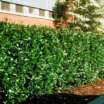 Peking Cotoneaster (Cotoneaster acutifolius), a shrub featuring pink, white flowers and deciduous.
