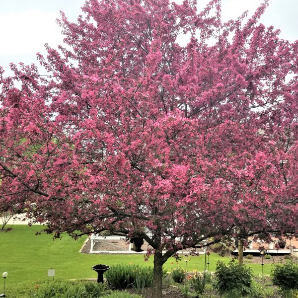 Close-up of pink malus flowers on Prairifire Flowering Crabapple Tree blooming in late spring.