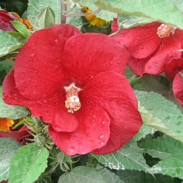 Cranberry Punch® Hardy Hibiscus