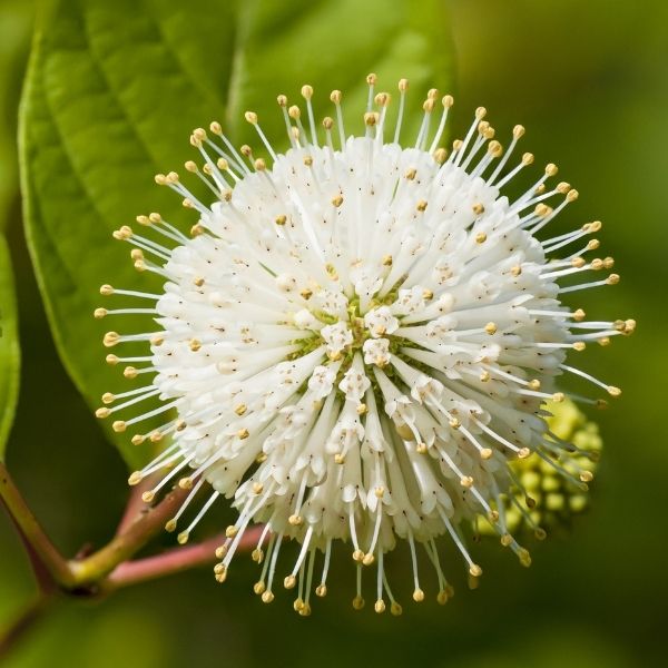 Crimson Comet Buttonbush - Nature Hills Nursery - #3 Container -
