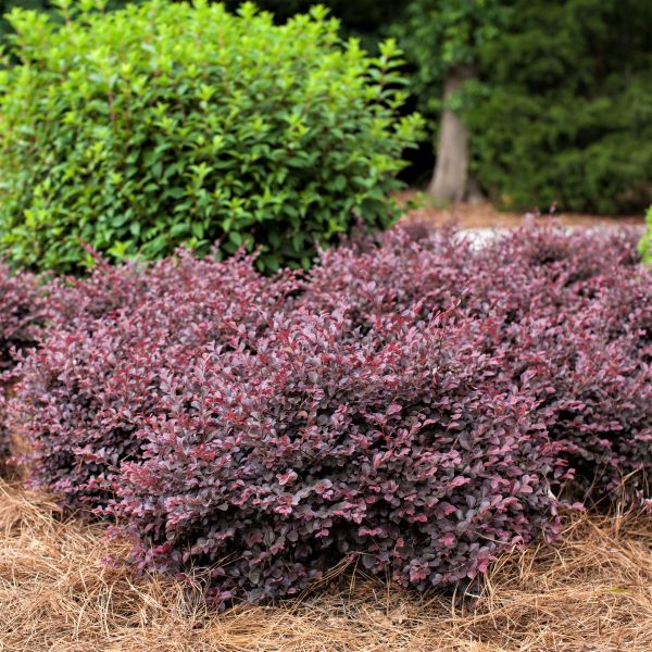 First Editions® Crimson Fire™ Fringe Flower