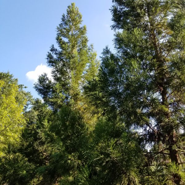 Evergreen foliage of Cryptomeria Yoshino Japanese Cedar (Cryptomeria japonica 'Yoshino') in a garden setting.
