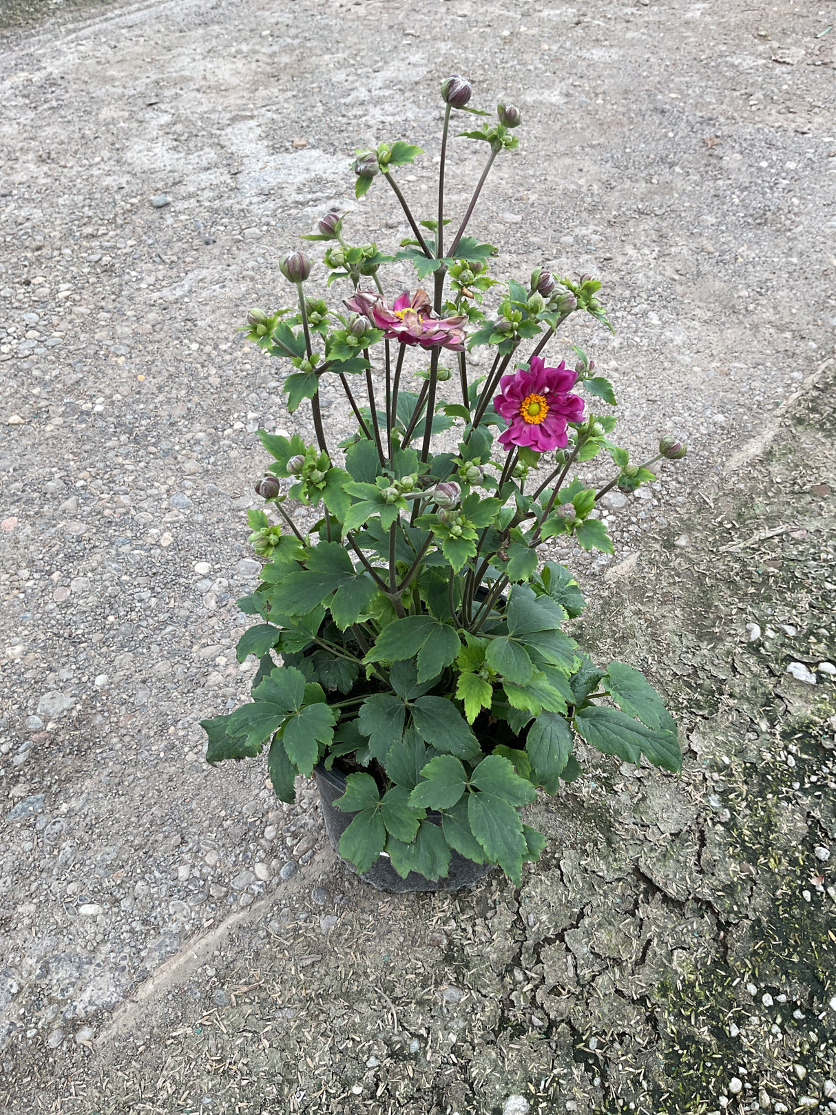 Curtain Call Deep Rose Japanese Anemone