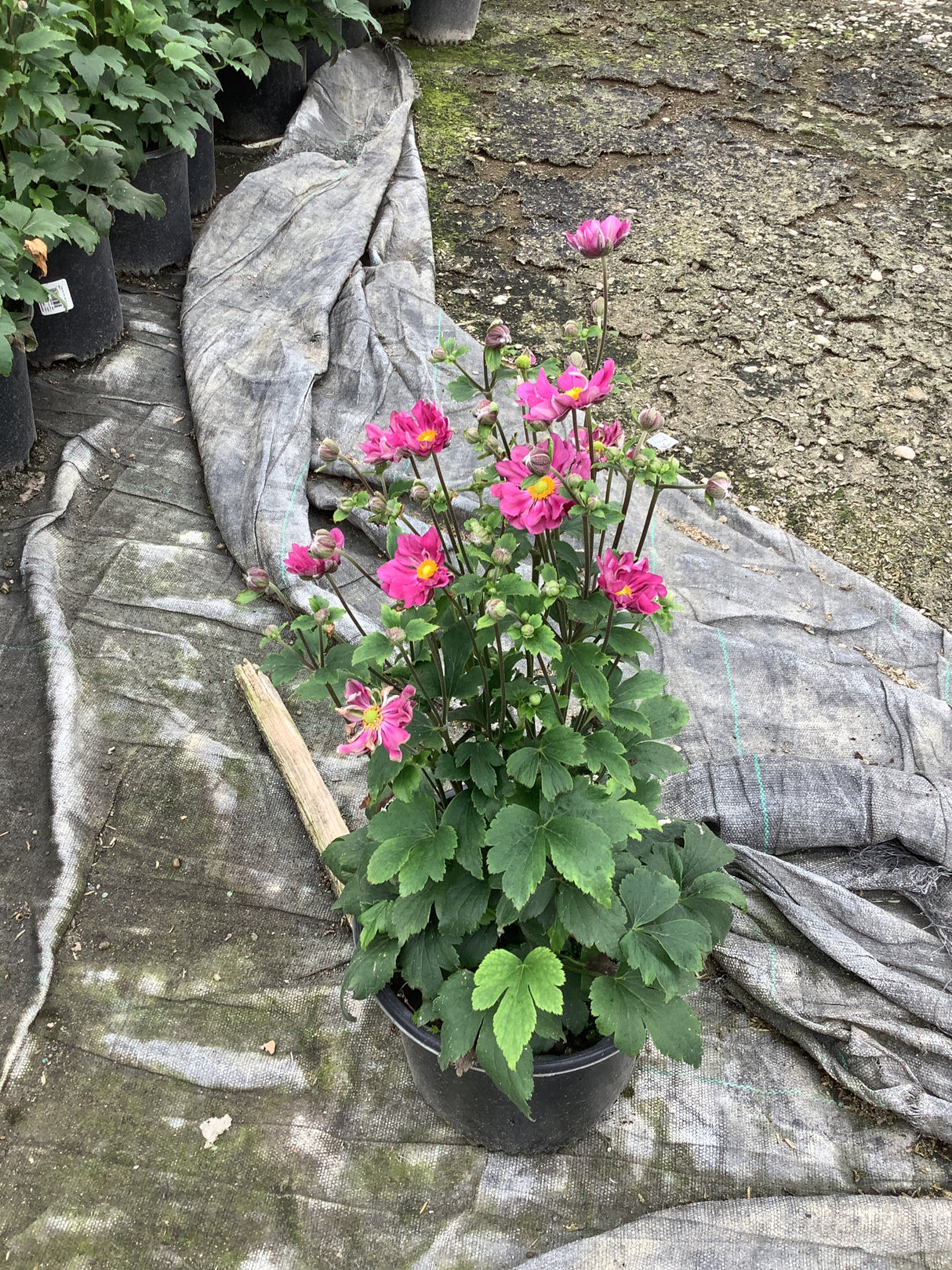 Curtain Call Deep Rose Japanese Anemone