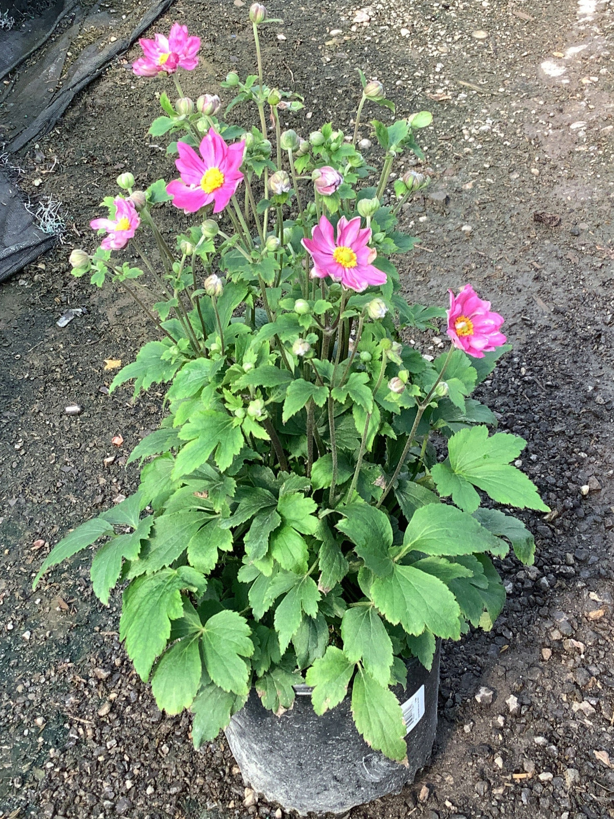 Curtain Call Deep Rose Japanese Anemone
