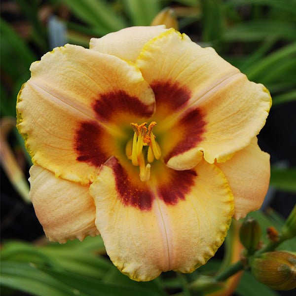 Custard Candy Daylily (Hemerocallis 'Custard Candy'), a perennial featuring purple, red, white flowers and perennial.